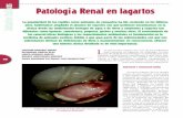 Patología Renal en lagartos