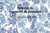 Sistemas de Expresión de proteínas - Pagina Web de la ...
