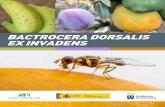 BACTROCERA DORSALIS EX INVADENS - GMR Canarias