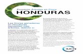 Proyecto Árboles en Finca HONDURAS