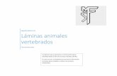 Láminas animales vertebrados - colegiosfnvalpo.cl