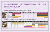 3.-CALENDARIO DE PRODUCCION DE UVA FRESCA PERUANA