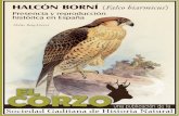 Presencia y reproducción histórica del halcón borní