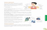 Sistema respiratorio - Minedu