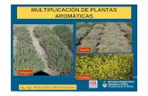 MULTIPLICACIÓN DE PLANTAS AROMÁTICAS-14-5-12