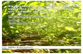 Experiencia de control de cyperus rotondus cebollin en ...