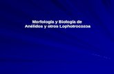 Morfología y Biología de Anélidos y otros Lophotrocozoa