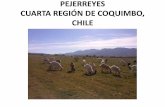 PEJERREYES CUARTA REGIÓN DE COQUIMBO, CHILE