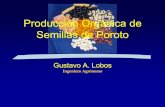 Producción Orgánica de Semillas de Poroto