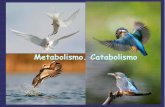 Metabolismo. Catabolismo - El Blog de Israel Masa
