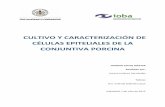 CULTIVO Y CARACTERIZACIÓN DE CÉLULAS EPITELIALES DE LA ...