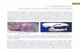 LA MANGOSTA (Herpeste auropunctatus auropunctatus)