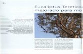 Eucaliptus Teretico mejorado para mo - Cat??logo de ...