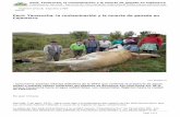 Perú: Yanacocha, la contaminación y la muerte de ganado en ...
