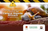 Manejo, prevención y control del Caracol Gigante Africano