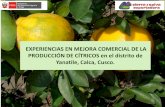 EXPERIENCIAS EN MEJORA COMERCIAL DE LA PRODUCCIÓN DE ...