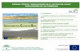 Conclusiones Jornada Innovaciones en el cultivo del olivo