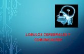 LOBULOS CEREBRALES Y COMUNICACION