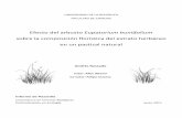 Efecto del arbusto Eupatorium buniifolium