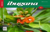 Bonellia nervosa - ibugana.cucba.udg.mx