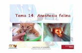 Tema 14. Anestesia felina