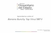 Aprendamos sobre el Banana Bunchy Top Virus BBTV