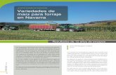 Variedades de maíz para forraje en Navarra