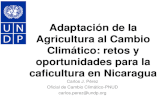 Adaptaci³n de la Agricultura al Cambio Climtico: retos y oportunidades para la caficultura en Nicaragua Carlos J. P©rez Oficial de Cambio Climtico-PNUD